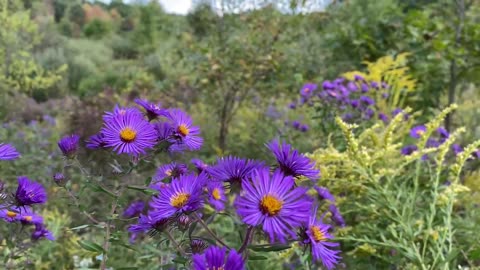 Wild flowers