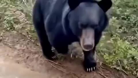 Bear