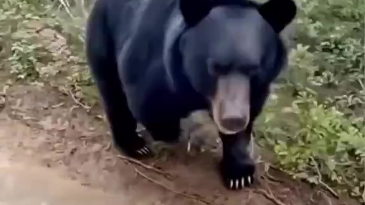Bear