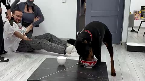 Others dog food vs robbers