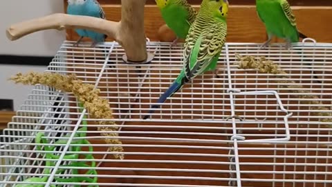 Budgies having fun