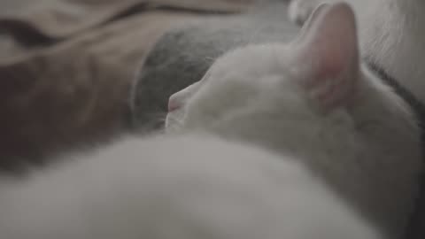 This is going VIRAL: #pet |