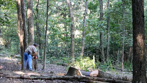 Cutting Firewood, How I do it from the woods to the stove!