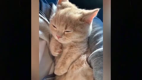 Cute cat compilation!