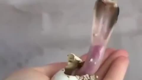 Baby Cobra