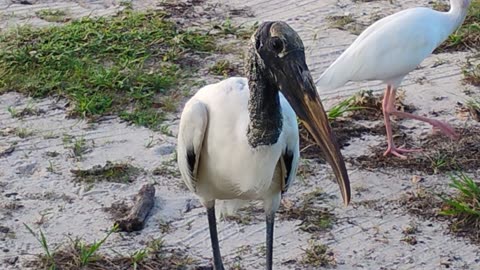 The ugly ducklings cousin