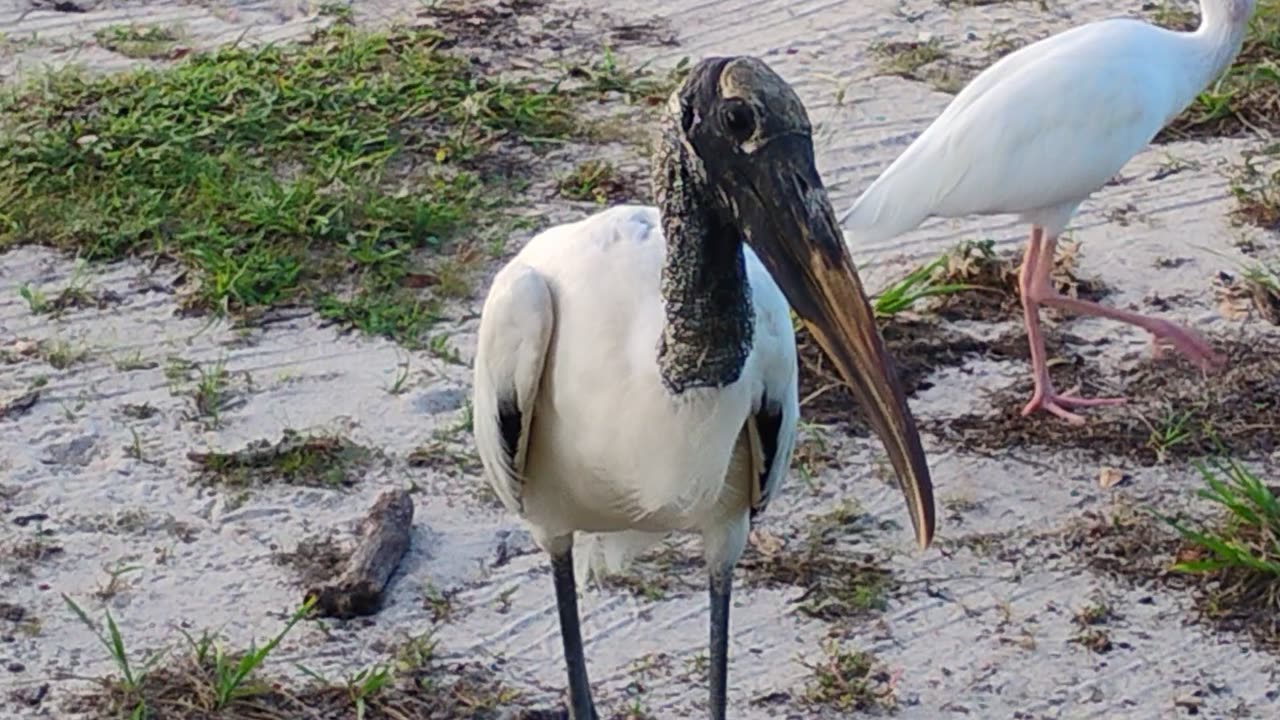 The ugly ducklings cousin