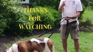 Aspen Shaping 5 Points Paw short 1