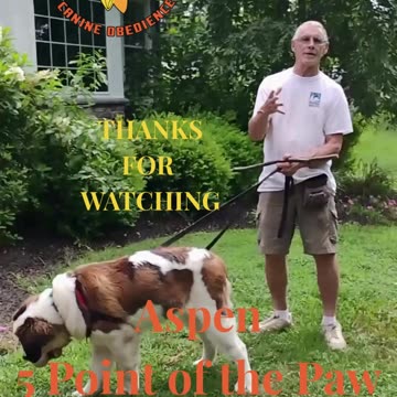 Aspen Shaping 5 Points Paw short 1