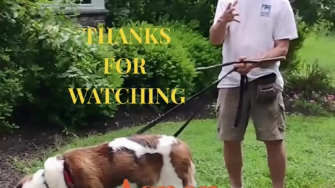 Aspen Shaping 5 Points Paw short 1