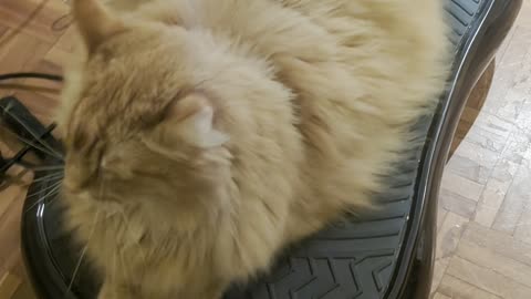 My Cat Likes the Wobble Board