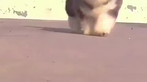 Viral