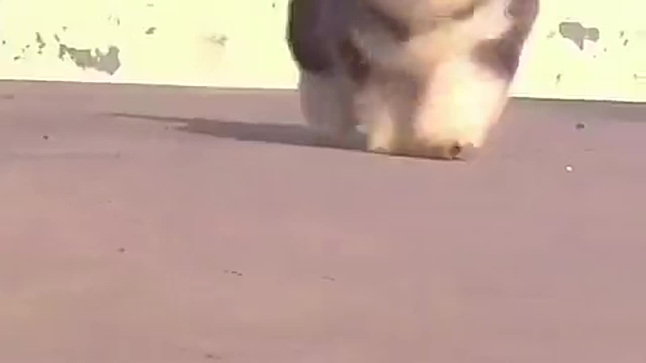 Viral