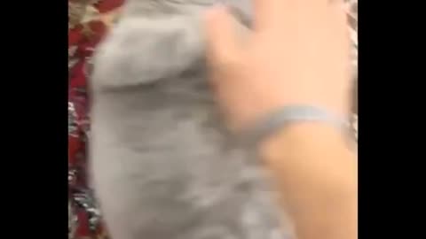 funny video