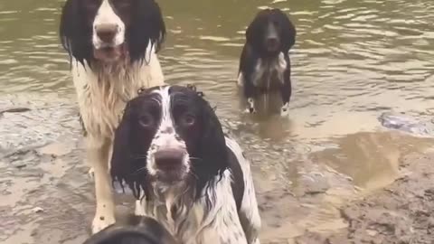 Nothing can stop playfulness of dogs
