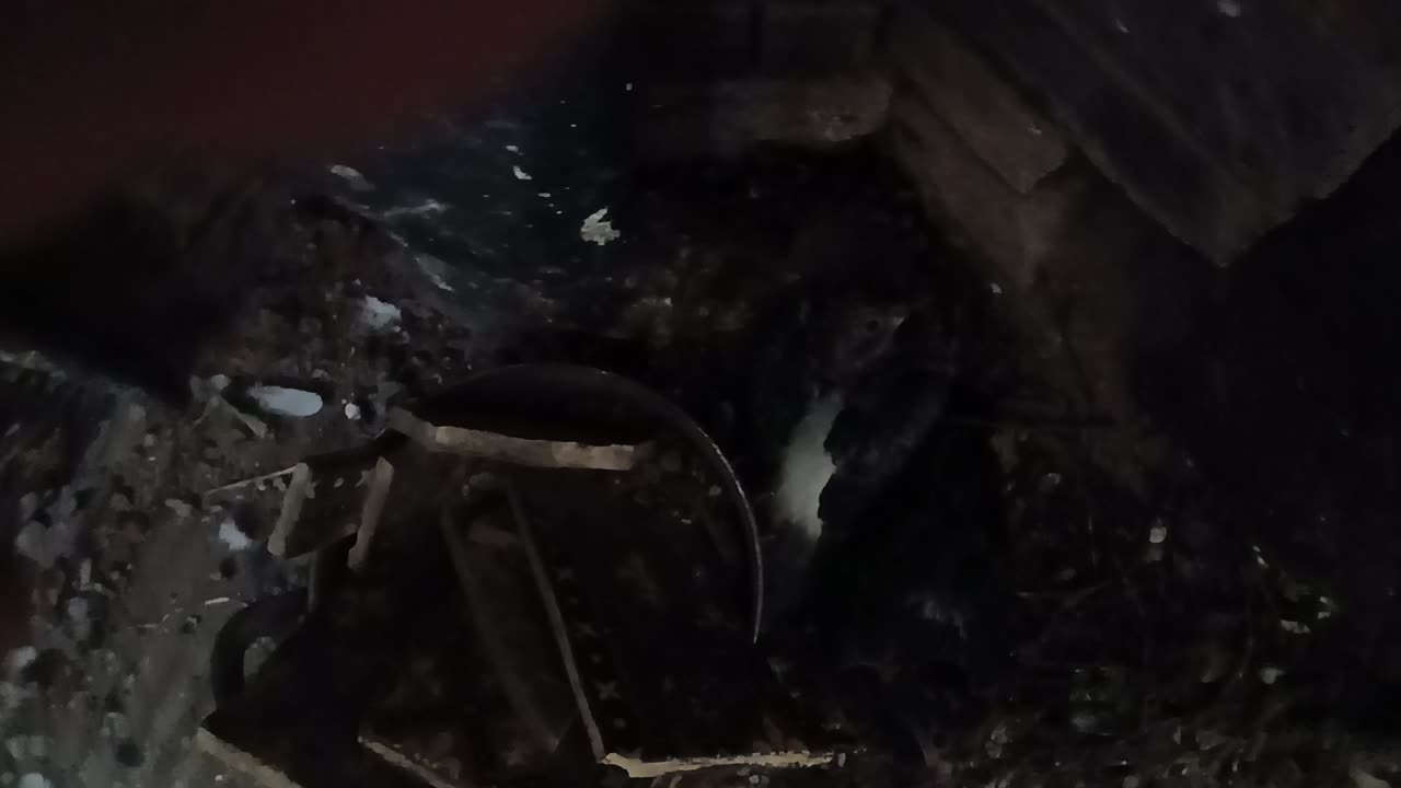 Maybe bats? No baab6 birds