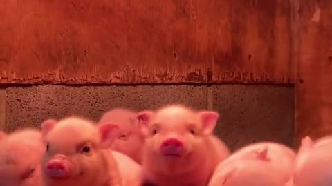 Chubby baby pigs 🐷
