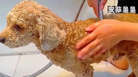Injured monkey 🐒 | animals video | monkey | cat 😺