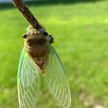 Cicada Up Close – Nature’s Loudest Bug