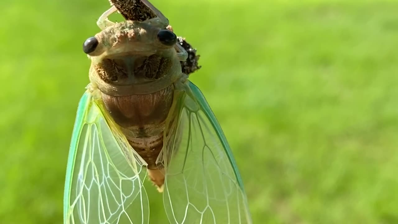 Cicada Up Close – Nature’s Loudest Bug