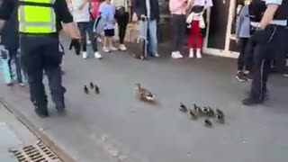 Amazing: Police Escort Ducklings Across Busy Road