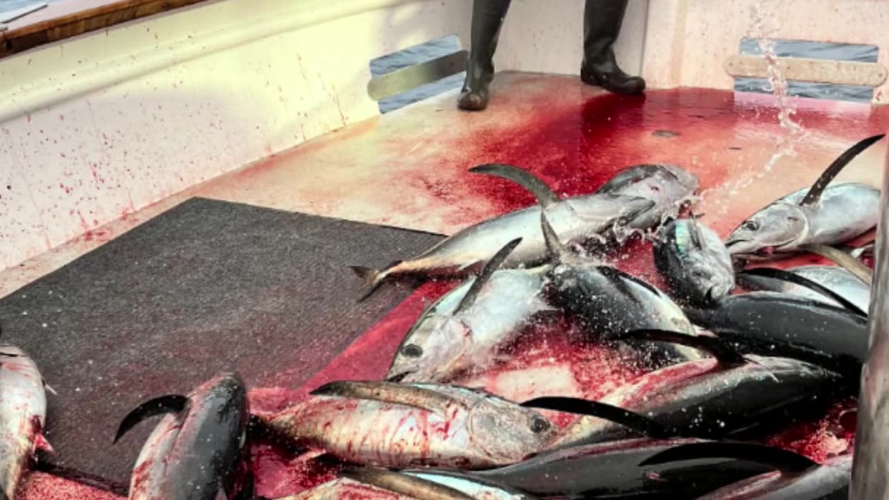 SoCal Weekend Fish Report with Captain Dave! #801