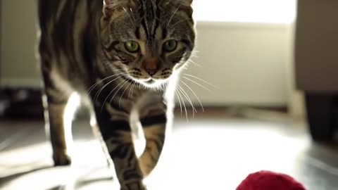 cat fun