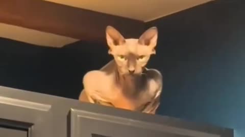 Your cat might be a spy part 2 Becareful, never trust ur cat 100%.