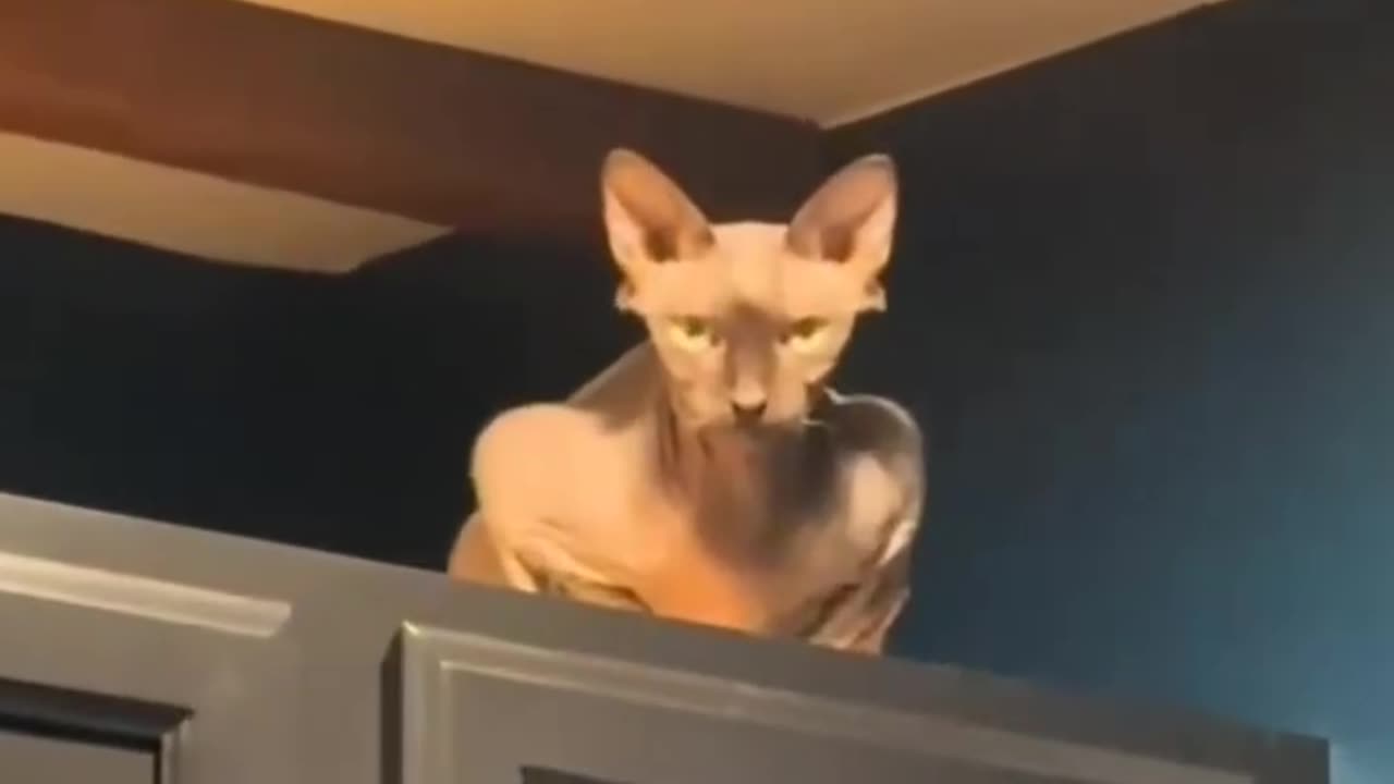Your cat might be a spy part 2 Becareful, never trust ur cat 100%.