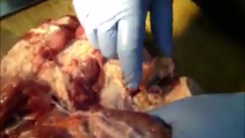 Flash Back Ammo Testing EA Trident Body Armor Meat Test