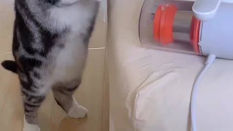 Cats vs Vacuum