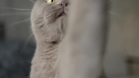 Cute Animal Ep32