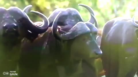 Buffalo