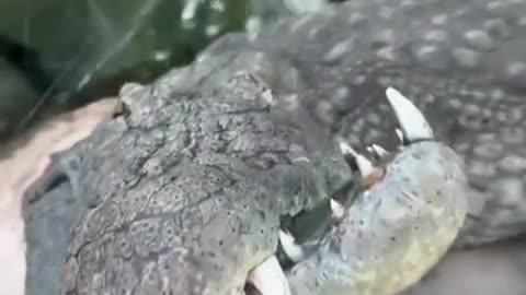 Did The Alligator...