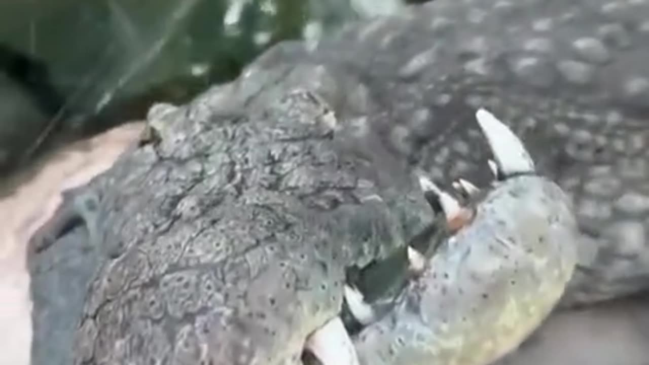 Did The Alligator...