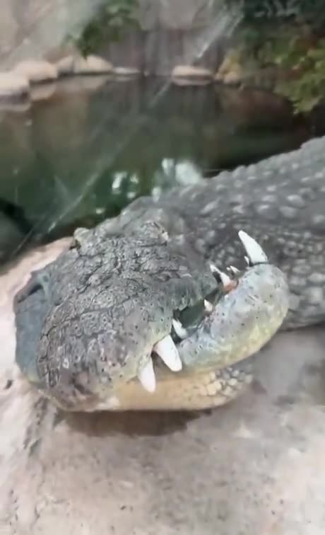 Did The Alligator...