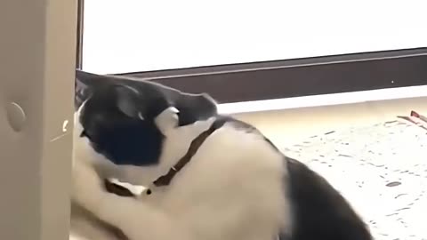 Cats being cats