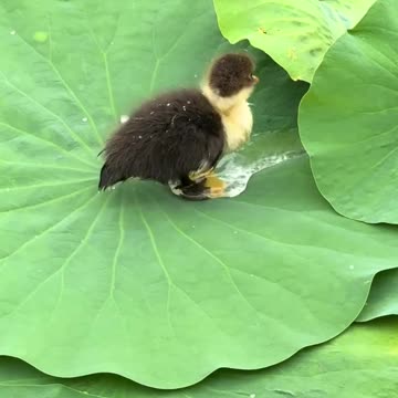 Baby duckling