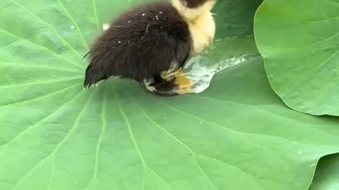 Baby duckling