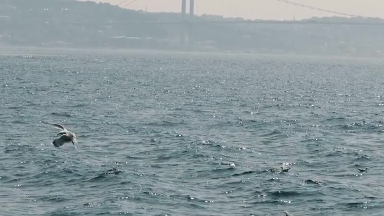 Nature and Animals