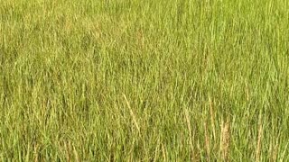 AREN'T THE REEDS BEAUTIFUL?