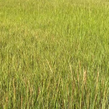 AREN'T THE REEDS BEAUTIFUL?