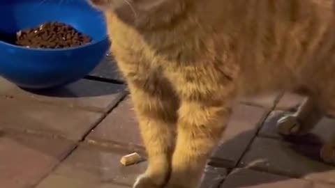 cats fighting video #cat #cats #funny #funnyvideos