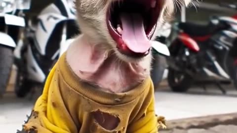 Poor puppy