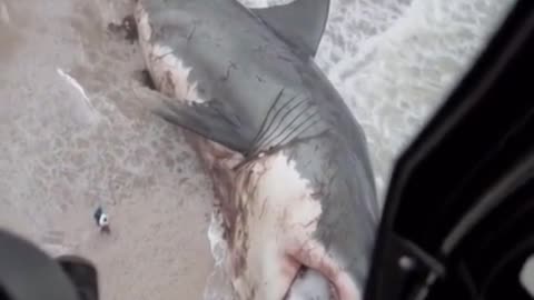 Found big shark on beach 🙀😨