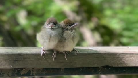 Conjoined Twin Sparrow Chicks