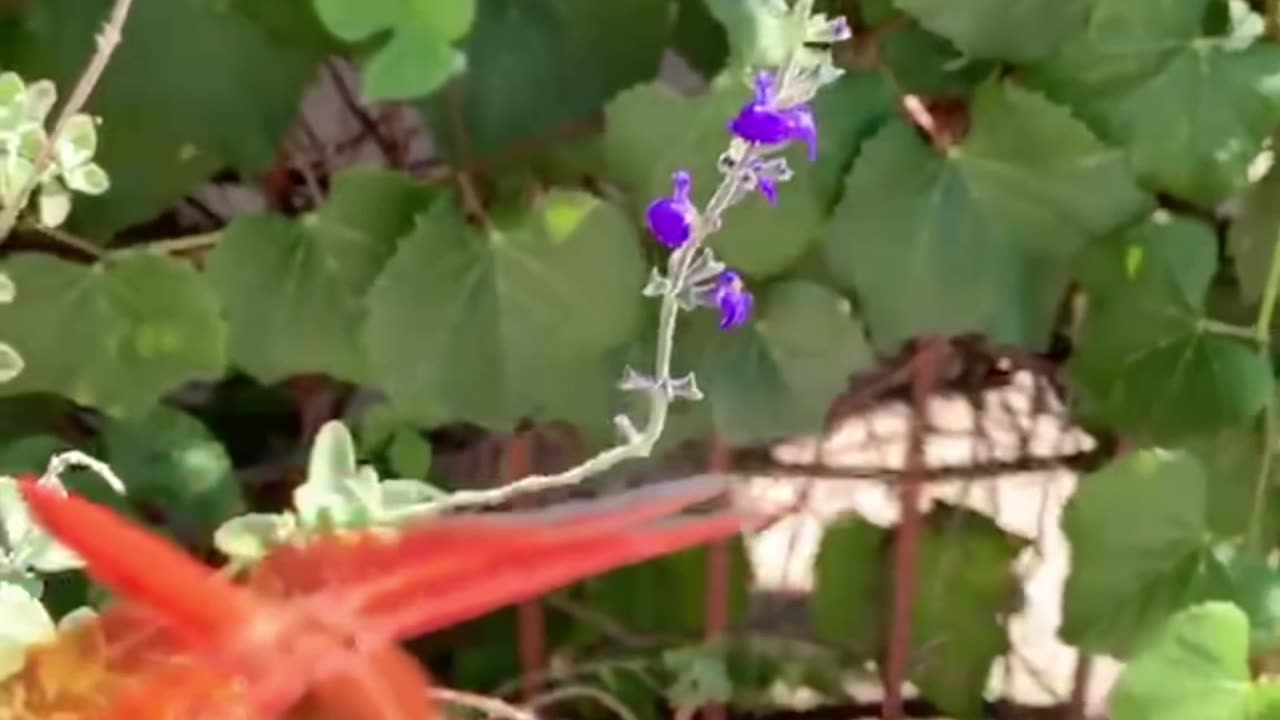 Large Red Dragonfly