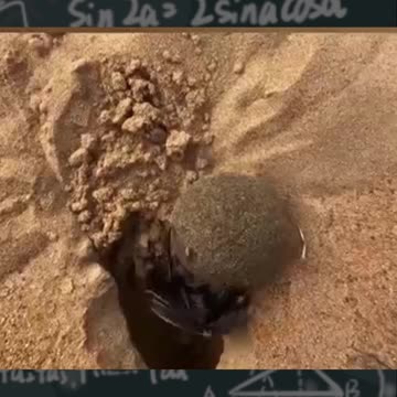 The Tiny Beast That Can Outlift YOU!