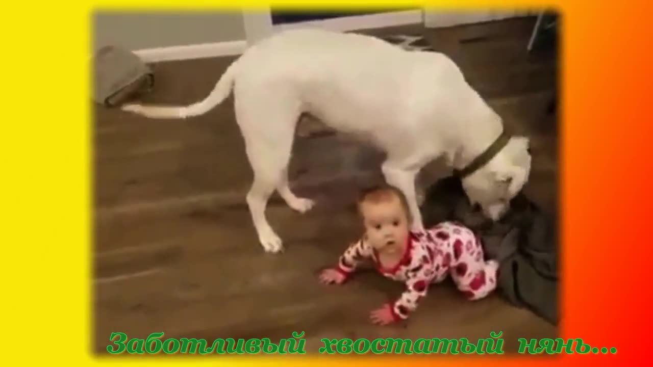 hilarious animal videos