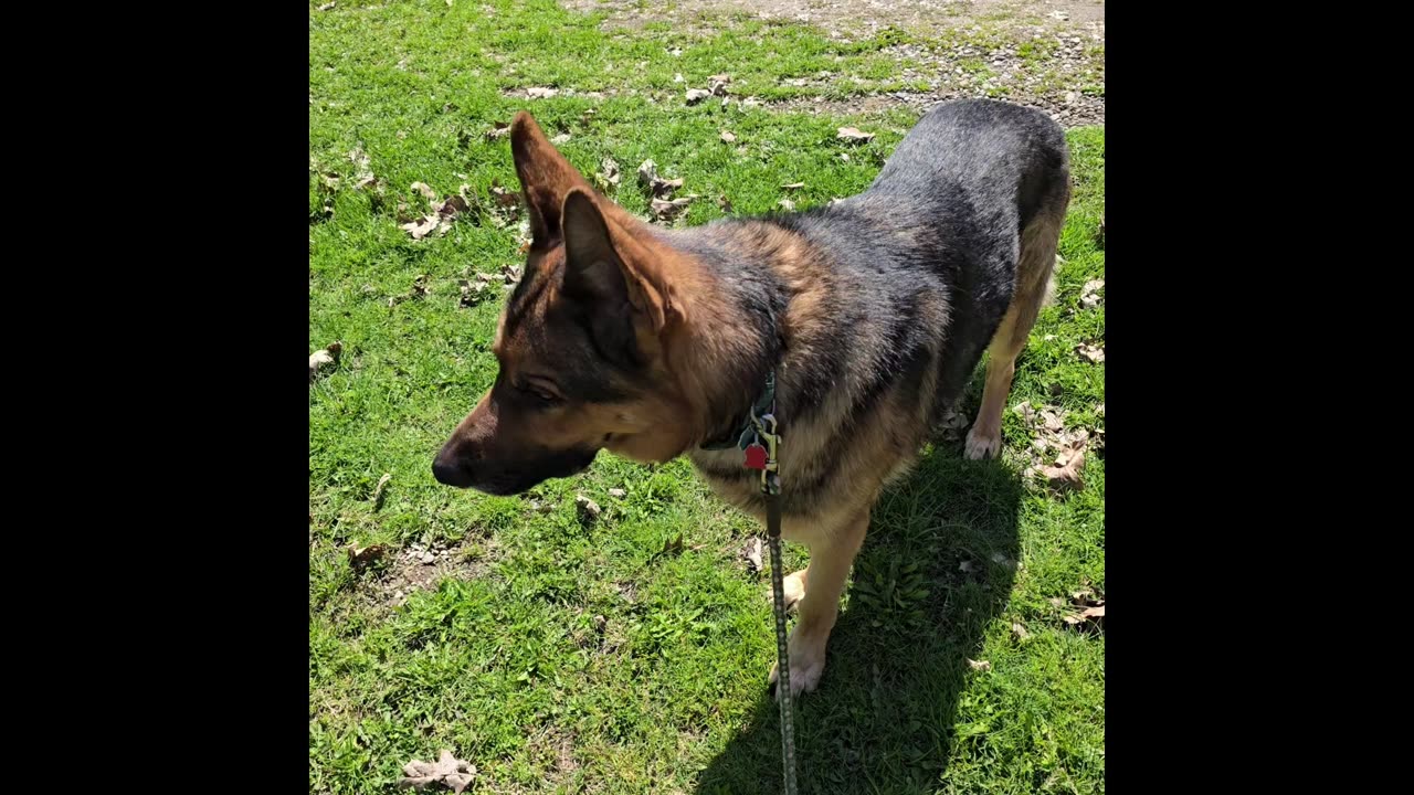 Virgil german shepherd.